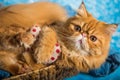 Cute Persian cat on a blue Christmas in basket Royalty Free Stock Photo