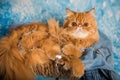 Cute Persian cat on a blue Christmas in basket Royalty Free Stock Photo