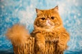 Cute Persian cat on a blue Christmas in basket Royalty Free Stock Photo