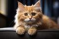 a cute persian cat with brown eyes