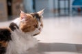 Cute Persian cat 3 colors lying on the floor and looking Royalty Free Stock Photo