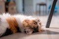 Cute Persian cat 3 colors lying on the floor Royalty Free Stock Photo