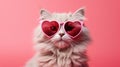 Cute persian cat with heart shaped sunglasses on a pink background