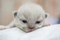 Cute Persian cat kitten on the bed Royalty Free Stock Photo