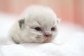 Cute Persian cat kitten on the bed Royalty Free Stock Photo