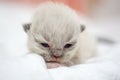 Cute Persian cat kitten on the bed Royalty Free Stock Photo