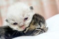 Cute Persian cat kitten on the bed Royalty Free Stock Photo