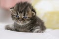 Cute Persian cat kitten on the bed Royalty Free Stock Photo