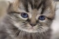 Cute Persian cat kitten on the bed