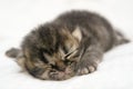 Cute Persian cat kitten on the bed Royalty Free Stock Photo