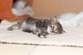 Cute persian cat kitten