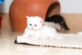 Cute persian cat kitten Royalty Free Stock Photo