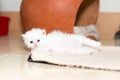 Cute persian cat kitten Royalty Free Stock Photo