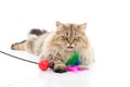 Cute persian cat playing toy