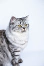 Cute Persian cat portrait sitting Royalty Free Stock Photo