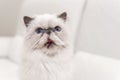 Cute persian cat portrait on white sofa Royalty Free Stock Photo