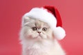 Cute Persian cat with Santa Claus Christmas hat in front of red background Royalty Free Stock Photo