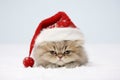 Cute Persian cat with Santa Claus Christmas hat in snow