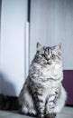 Cute Persian cat sitting on the floor Royalty Free Stock Photo