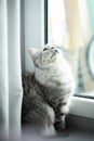 Cute Persian cat sitting on floor near the window and look up Royalty Free Stock Photo