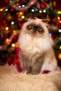 Cute persian cat sitting in front of a Christmas tree Royalty Free Stock Photo