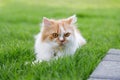 The cute Persian cat is sitting on a green grass field, and looking something