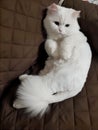 cute persian cat taking rest on sofa Royalty Free Stock Photo
