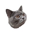 British Shorthair cartoon Royalty Free Stock Photo