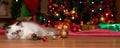 Cute persian kitten lies in front of a Christmas tree Royalty Free Stock Photo