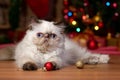 Cute persian kitten is playing with Christmas balls