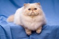 Cute persian cream colorpoint cat is lying on a blue background Royalty Free Stock Photo