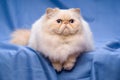 Cute persian cream colorpoint cat is lying on a blue background Royalty Free Stock Photo