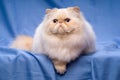 Cute persian cream colorpoint cat is lying on a blue background Royalty Free Stock Photo