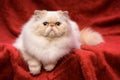 Cute persian cream colorpoint cat is lying on a red velvet