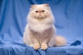 Cute persian cream colorpoint cat sitting on a blue background Royalty Free Stock Photo