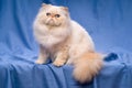 Cute persian cream colorpoint cat sitting on a blue background