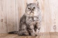 Cute persian grey kitten Royalty Free Stock Photo