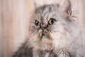 Cute persian grey kitten Royalty Free Stock Photo