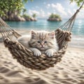 Cute Persian kitten in a hammock on the beach