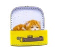 Cute persian kitten  inside a suitcase  on isolated white background Royalty Free Stock Photo