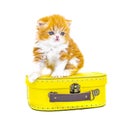 Cute persian kitten  inside a suitcase  on isolated white background Royalty Free Stock Photo