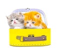 Cute persian kittens  inside a suitcase  on isolated white background Royalty Free Stock Photo