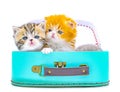 Cute persian kittens  inside a suitcase  on isolated white background Royalty Free Stock Photo