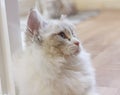Cute Persian Munchkin cat in white and grey color and blue eyes. Royalty Free Stock Photo
