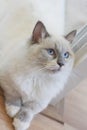 Cute Persian Munchkin cat in white and grey color and blue eyes.