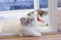 Cute Persian Munchkin cat, in white and grey color, playing toy Royalty Free Stock Photo