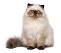 Cute persian seal colourpoint kitten is sitting frontal