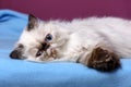 Cute persian tortie colorpoint kitten is lying on a blue bedspread