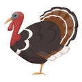 Cute, pet, bird turkey. Chicken bird from the genus turkeys.