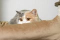 Cute pet cat of the British shorthair breed on the cat tree at home Royalty Free Stock Photo